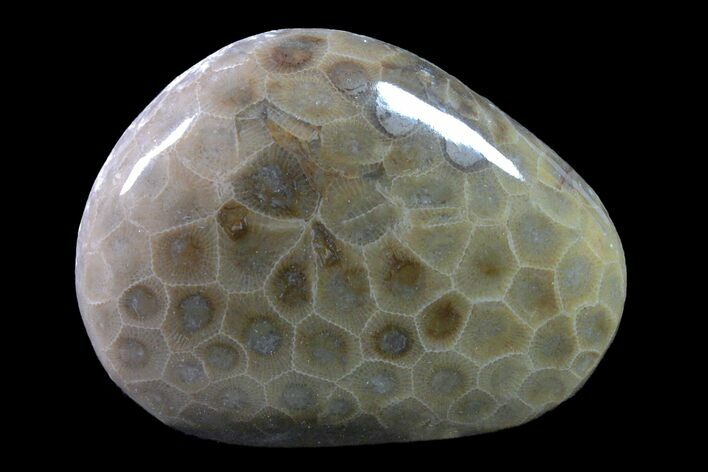 Polished Petoskey Stone (Fossil Coral) - Michigan #162056